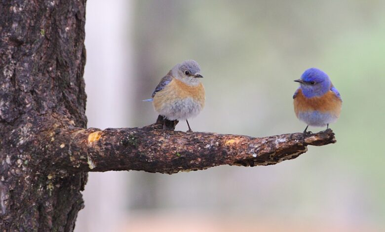 De geboorteplaats van Merel Ek en haar bekende achtergrond